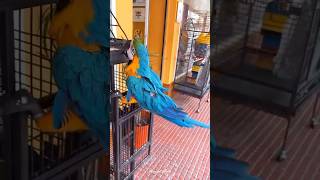 gymnastic parrot Isla Cristina Spain shorts pets [upl. by Eissirk621]