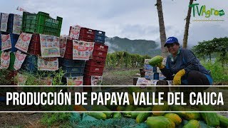 Como Producir Papaya en el Valle del Cauca  TvAgro por Juan Gonzalo Angel [upl. by Akimahc]