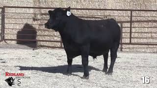 Redland Angus Lot 16 [upl. by Acinomed408]