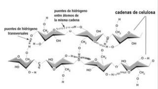 Biología  Polisacáridos  Polisacáridos estructurales [upl. by Arzed262]