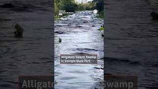 Alligators Swarm Swamp In Georgia State Park [upl. by Cherice]