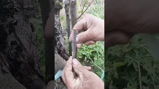 Grafting Made Simple Master the Basics for Stronger Plants garden grafting plants diy [upl. by Macknair]