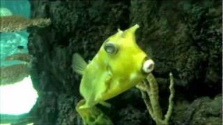 BOXFISH  LONGHORN COWFISH [upl. by Pickens104]