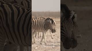 Zebra at Etosha National Park Namibia [upl. by Eirahcaz]