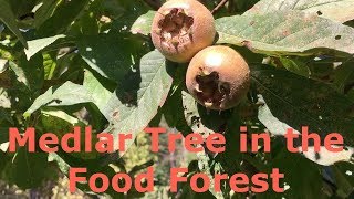 Medlar Tree Mespilus germanica in the Food Forest [upl. by Dorran935]