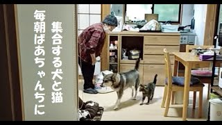 犬と猫と母同居から1年２世帯リフォーム [upl. by Fraase]