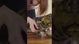 Why You Should NEVER Declaw Your Cat [upl. by Winona]