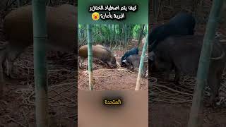 كيف يتم اصطياد الخنازير البرية بأمان؟ shortvideo shortsyoutube ترند ابداع ابداع معلومات news [upl. by Nnyltak163]