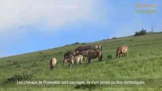 Chevaux de Przewalski en Mongolie  Par Absolu Voyages [upl. by Cooper]