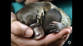 Baby Platypus In Australia playing in the water [upl. by Anne-Marie939]