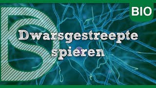 Examen biologie  Dwarsgestreepte spieren Zenuwstelsel en spieren [upl. by Jackqueline]