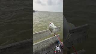 Red Dot Pier in Corpus Christi Texas saltwater corpuschristi fishing angler reddotpier [upl. by Haberman657]