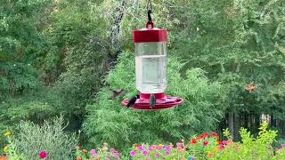 Rubythroated Hummingbird feeding frenzy  September 8 2023 [upl. by Siward]