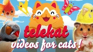 The Greatest Video For Cats Ever Told  Telekat ‥ [upl. by Jerald704]