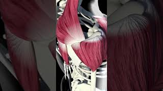 Deltoid muscle [upl. by Lucais]