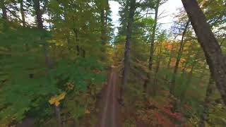 Vibrant Autumn Canopies Shine in Drone Footage [upl. by Nicky]