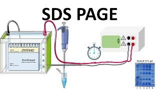 SDS PAGE  How does it works [upl. by Cosme]