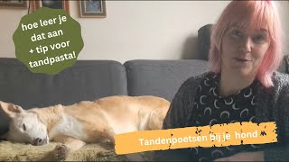 Tandenpoetsen bij je hond hoe en waarom doe je dat [upl. by Iralav]