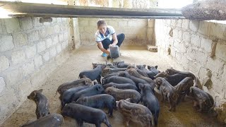 The 10 day old Piglets returned from forest  Making nest for hens to Incubate Eggs [upl. by Seabrooke]