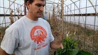 Wild Edibles Foraging  Curly Dock [upl. by Arbma134]