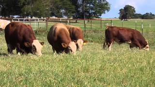 Long yearling Fleckvieh bulls [upl. by Nayrbo]