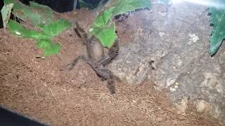 Togo Starburst Baboon Tarantula Heteroscodra maculata bolting  December 23 2017 [upl. by Cecilla]