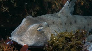 Facts The Horn Shark [upl. by Ydaf]