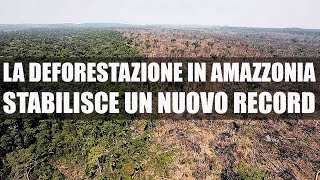 La deforestazione in Amazzonia stabilisce un nuovo record [upl. by Leia]