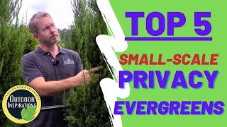 TOP 5  SmallScale Privacy Evergreens  🌲 [upl. by Ducan836]