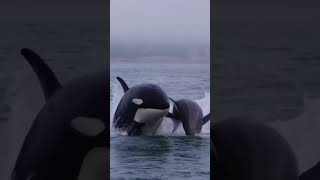 Orcas Attack orca orcas awesomeearth wildlife sealife oceanlife [upl. by Nnaeinahpets]