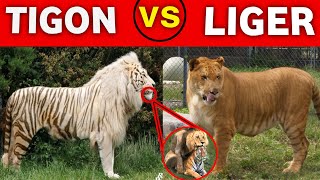 TIGON vs LIGER  short ytshort [upl. by Eellah]