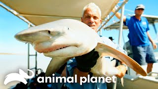 The Scariest Sharks  River Monsters  Animal Planet [upl. by Cyrille]