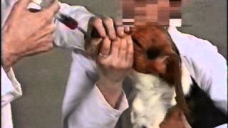 Vivisection exposed Newsnight July 1990 [upl. by Serrell638]