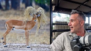 Best LION and WILDLIFE SAFARI  Ive Never Seen This Before  The Lion Whisperer [upl. by Kohsa196]