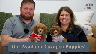 Our Available Cavapoo Puppies [upl. by Rovaert]