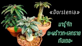 🌵 มะพร้าวทะเลทราย Dorstenia [upl. by Nithsa]