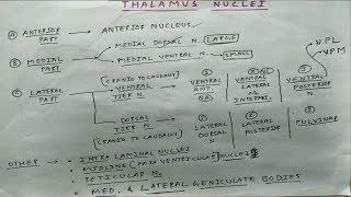 Thalamus Nuclei Anterior Medial and Lateral Part  Theory and Diagram  TCML [upl. by Sadnak531]