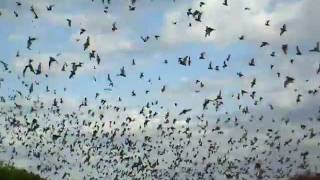 Flight of the Mexican Freetailed bat at Bracken Cave [upl. by Llemor]