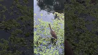 Common Gallinule Bird [upl. by Collin302]