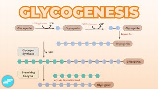 Glycogenesis Glycogen Synthesis  Metabolism [upl. by Rollins866]