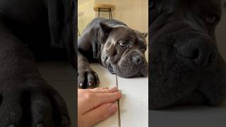 Annoying my Corso dog youtubeshorts canecorsolove canecorso shorts cute king [upl. by Maya]