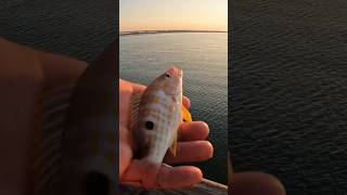 Catching Lane Snapper From the pier 🎣 fishing oceanfishing [upl. by Negiam]