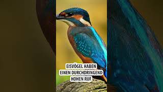 Der Ruf des Eisvogels Short [upl. by Neenad]