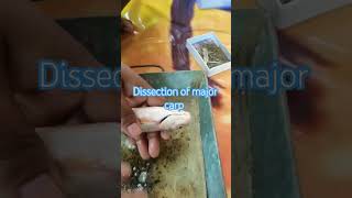 Dissection of Major carp zoology bangla biology practical dissectionsubscribers fish [upl. by Cirdla]