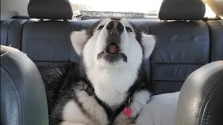 Malamute Howling In Car On A Road Trip [upl. by Eanyl]