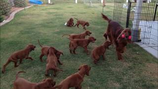 Irish Setter Puppies [upl. by Acebber]