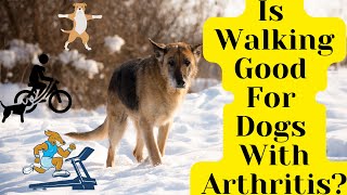 Is Walking Good For Dogs With Arthritis What Other Exercises Can They Do [upl. by Tillinger240]