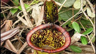 The Discovery of Nepenthes attenboroughii [upl. by Yllod]