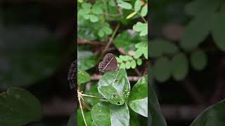 Ventral side view of a Dark Brand Bush brown butterfly resting on top of a leaf butterfly [upl. by Nuris479]