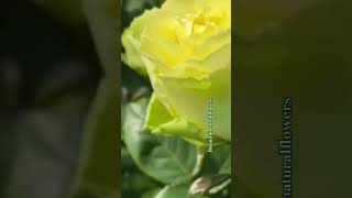 Beautiful yellow rosesflowers roseflowergarden naturalflowers nature rosegardenbeautifulflower [upl. by Oirromed]